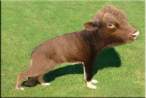 Cow or Dog.jpg