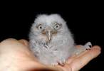 Owl.jpg