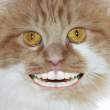 Face.jpg