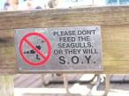 Soy.jpg