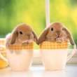 2 Bunnyz.jpg