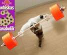 Strong Cat.jpg
