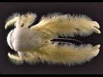 Furry Crab.jpg