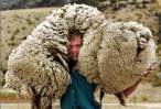 Shoulder Sheep.jpg