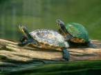 Turtles.jpg