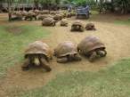 Turtles.jpg