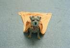 Superdog.jpg