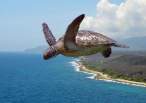 Fly.jpg