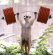 Show off.jpg