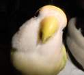 Parrot.jpg