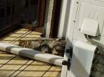 Play dead.jpg