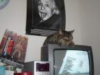 Cat.jpg