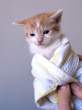 Little kitten 02.jpg