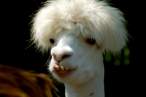 Lama.jpg