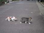 Cats.jpg