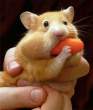 Food.jpg