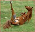 Circus Horse.jpg