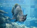 Cat fish.jpg