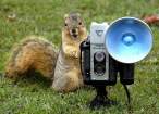 Say Nuts.jpg