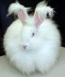 Puff Wabbit.jpg