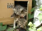 Four kitties.jpg