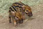 Red River Hogs.jpg