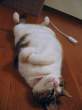 Play dead.jpg