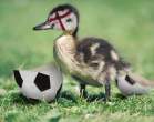 Duck.jpg