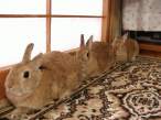 Wabbits.jpg