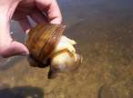 Snail.jpg