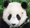 Panda.jpg