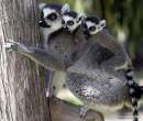 animal_babies4.jpg
