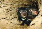 animal_babies5.jpg