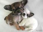 animal_babies16.jpg