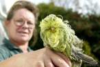 bird_with_hair_lotion1.jpg