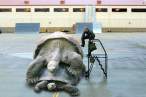Huge turtles.jpg