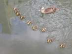 Duckies.jpg