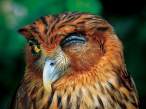 Owl.jpg