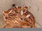 Lots of bambi replicas.jpg