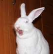 Bunny yanny.jpg
