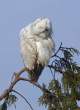 Owl.jpg