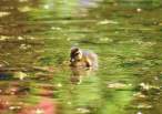 Duckie.jpg