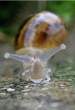 Snail.jpg