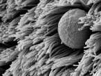 Microscopic.jpg