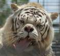 Tiger.jpg