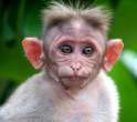 Monkey.jpg