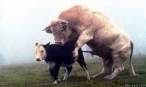 animals-4~0.jpg