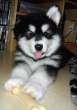 Huskey Puppy.jpg