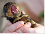 Puppy.jpg