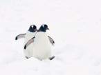 Penguins.jpg
